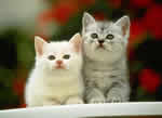 ptit chaton